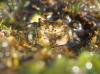 Pachygrapsus minutus